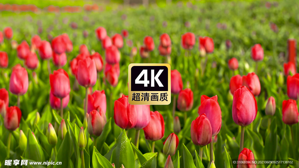 短视频素材郁金香花