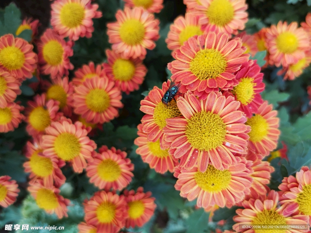菊花