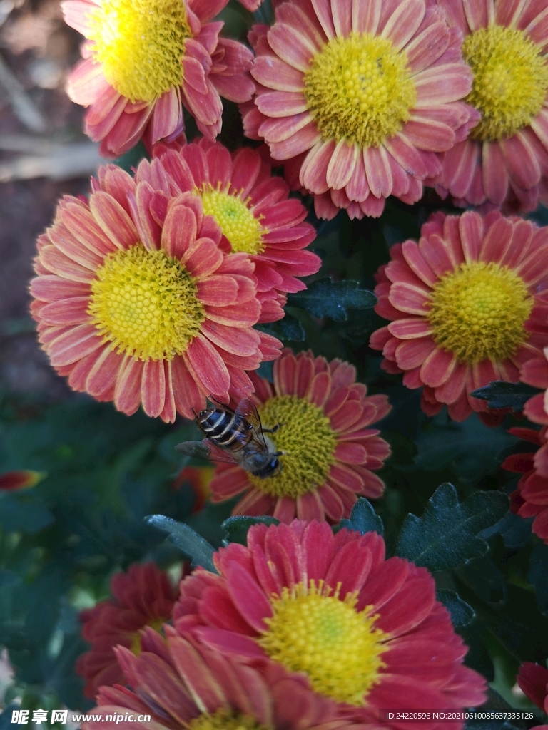 菊花