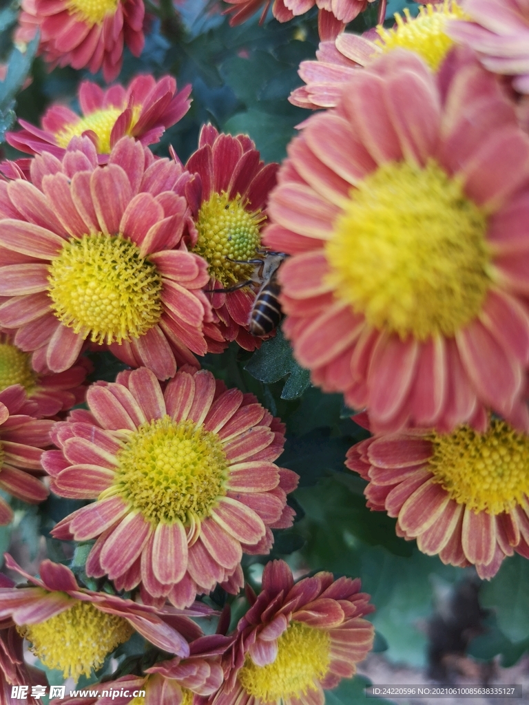 菊花