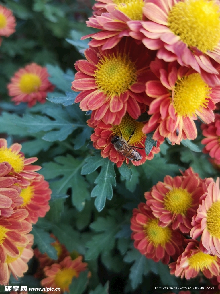 菊花