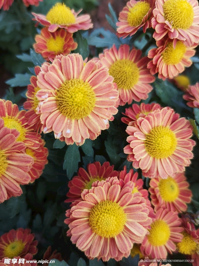 菊花