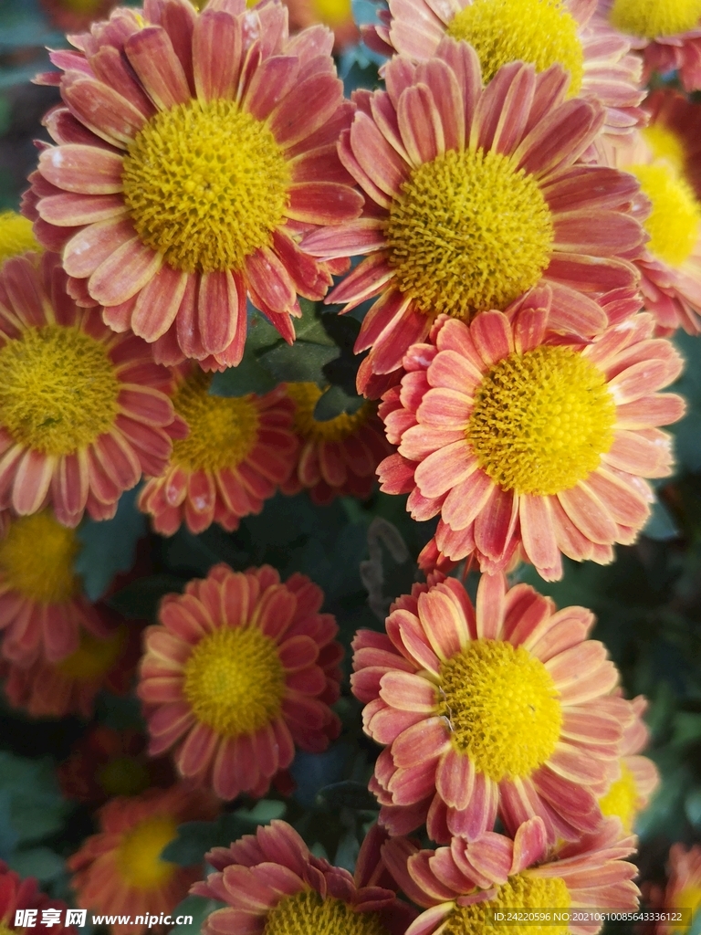 菊花