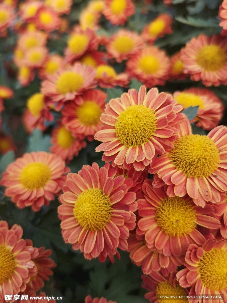 菊花