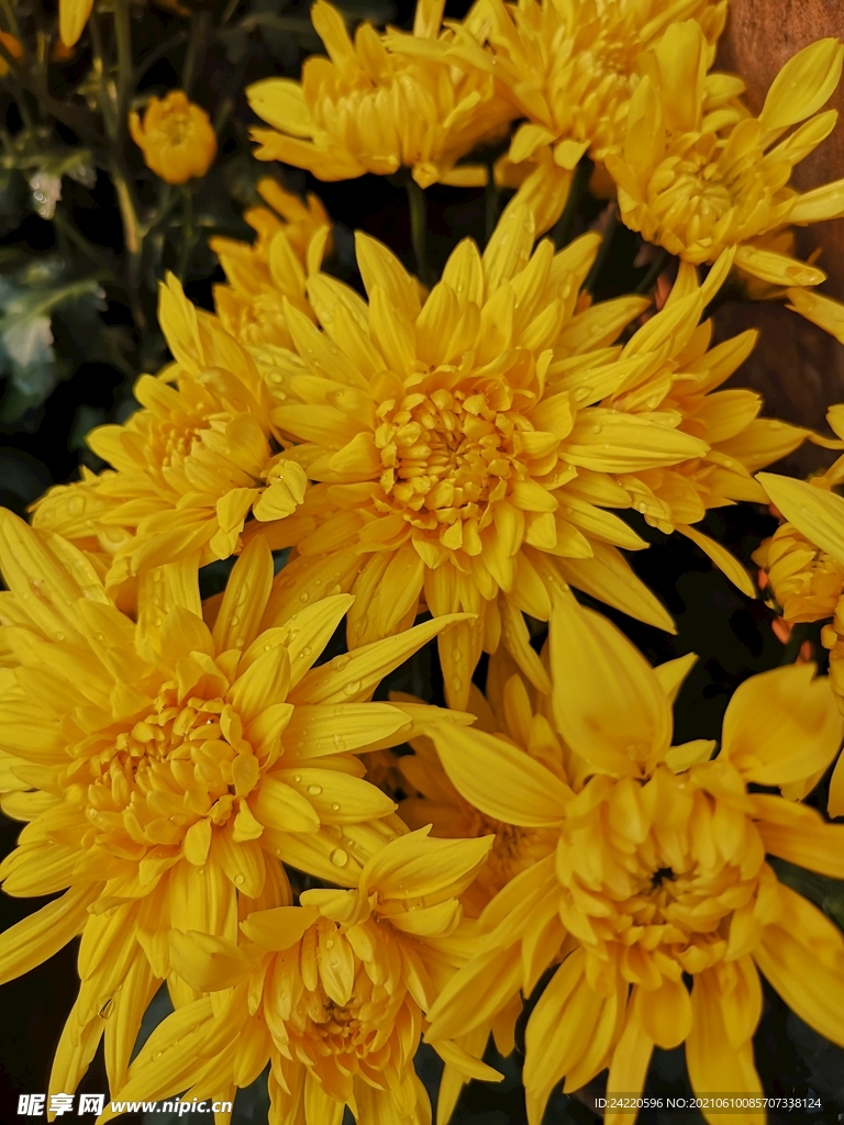 菊花
