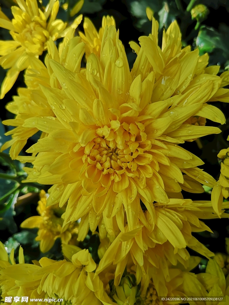 菊花