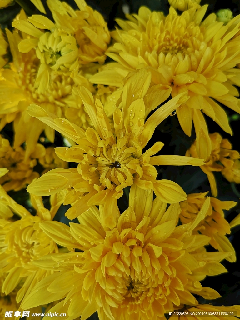 菊花