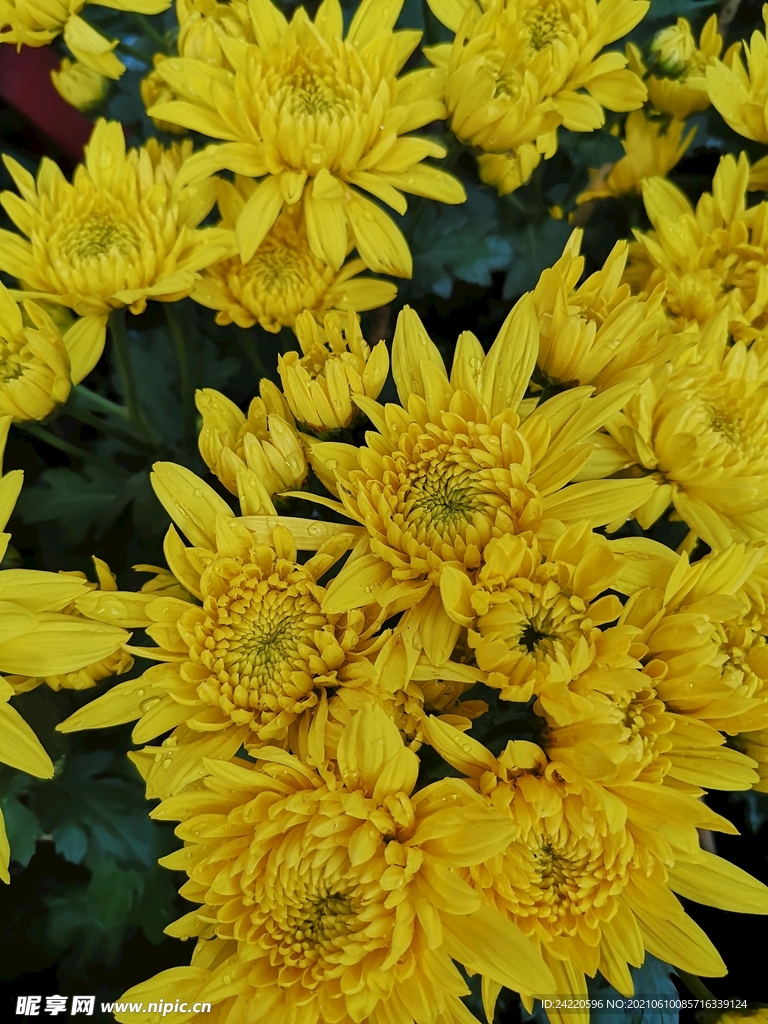 菊花