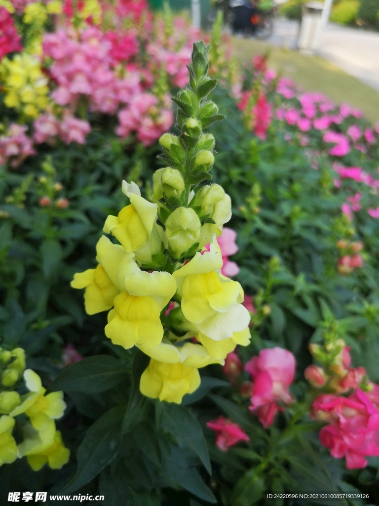 金鱼花
