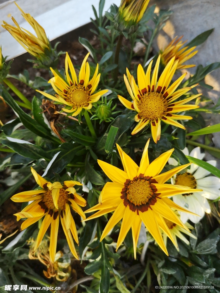 菊花