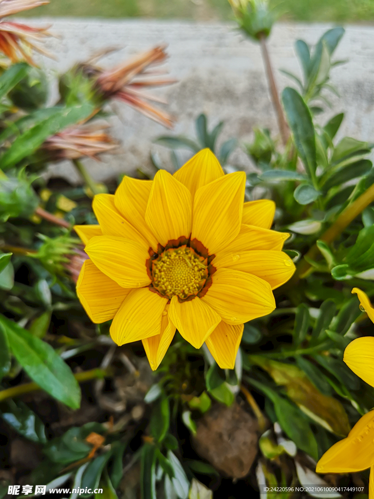 菊花