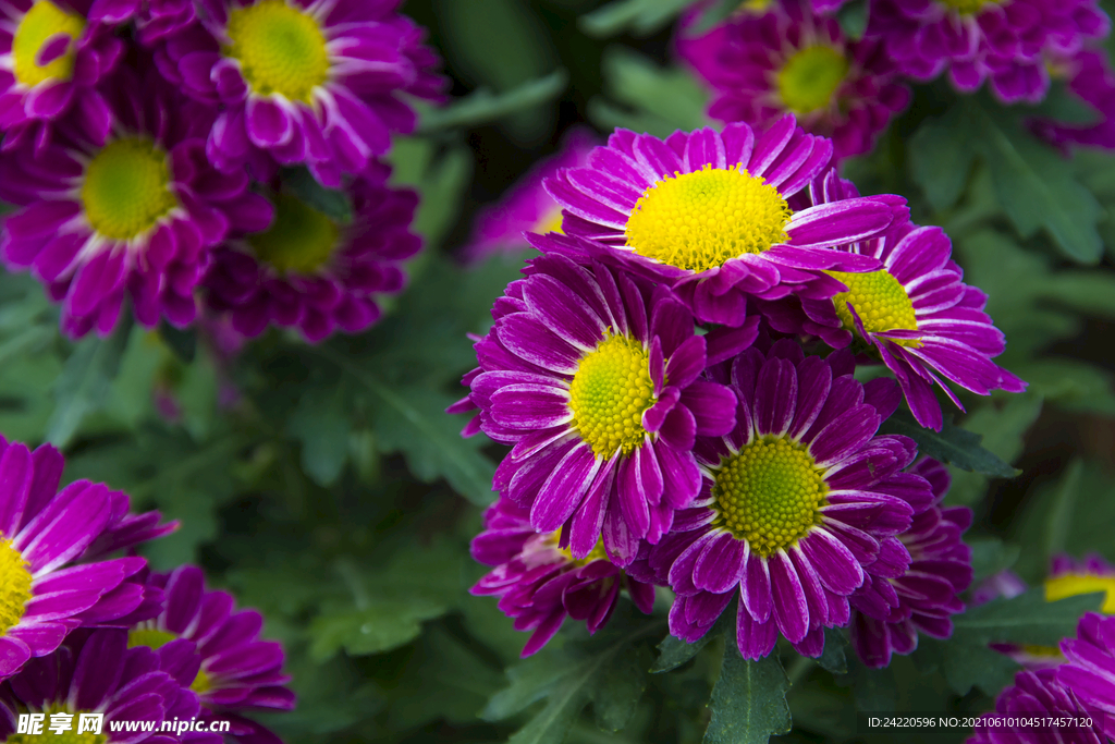 菊花