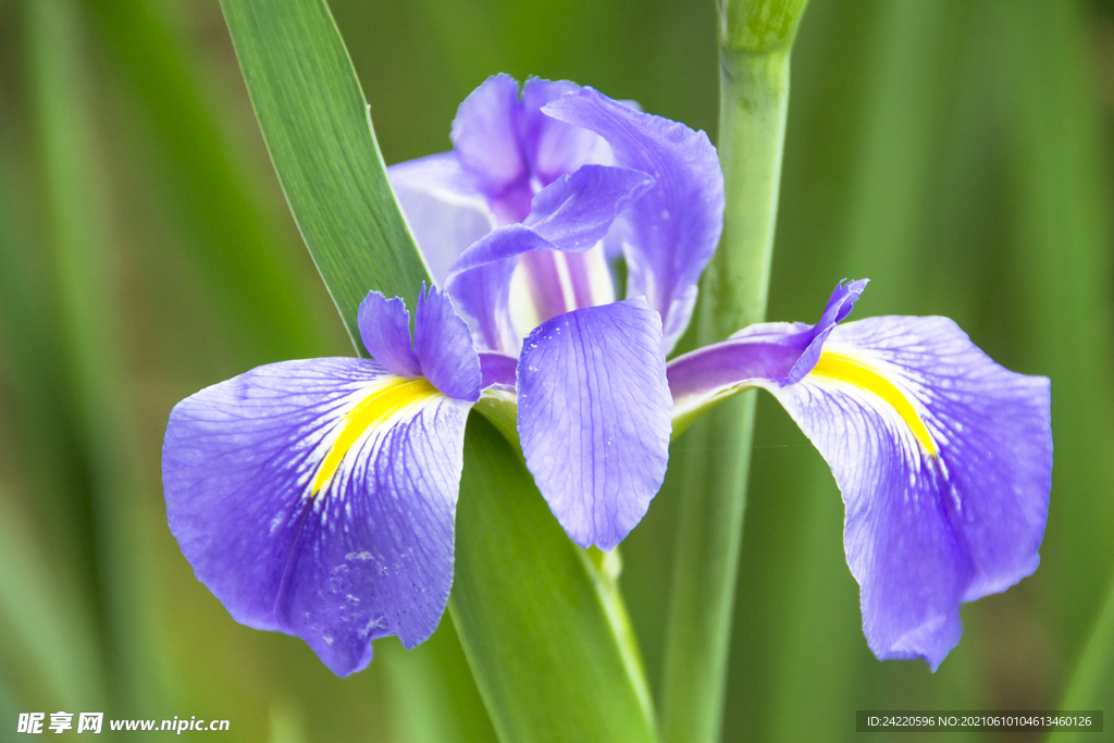 菖蒲花