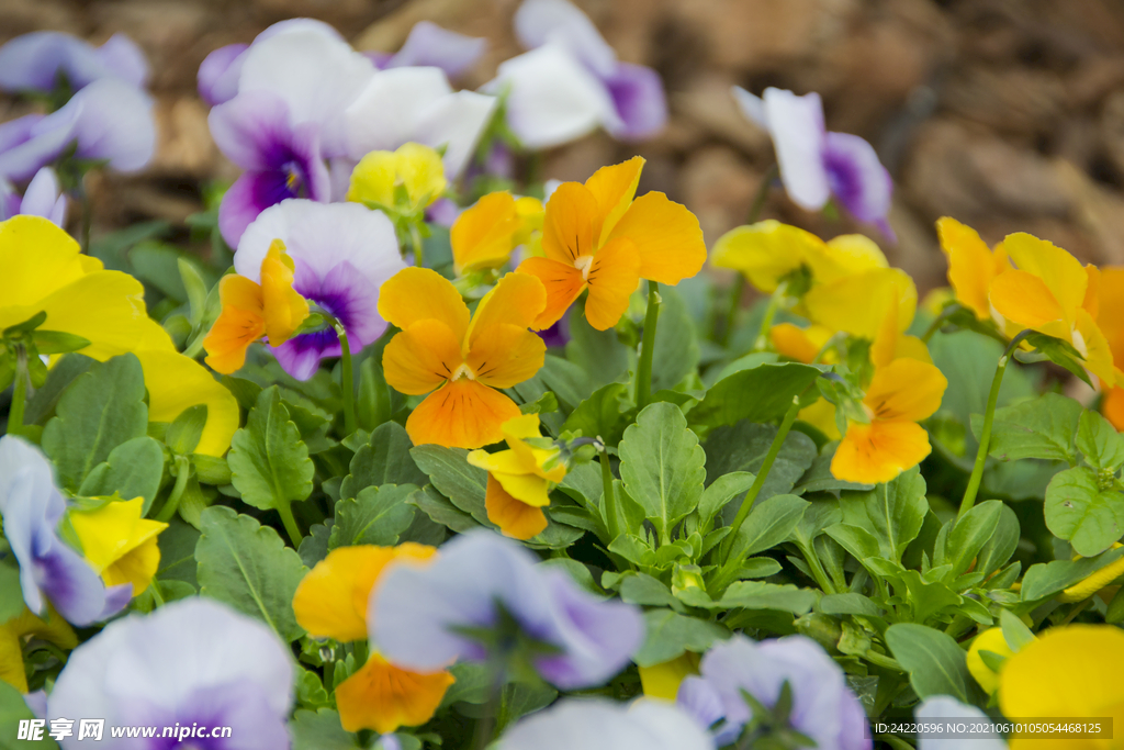 三色堇