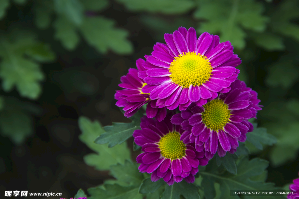 菊花