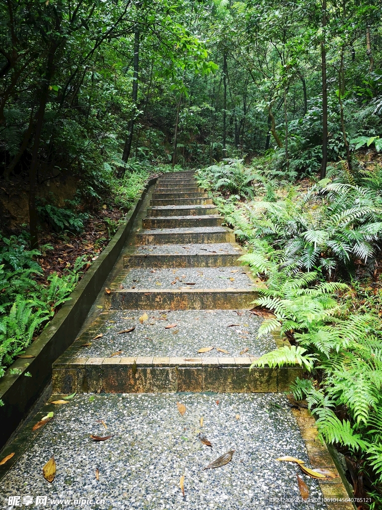 登山路
