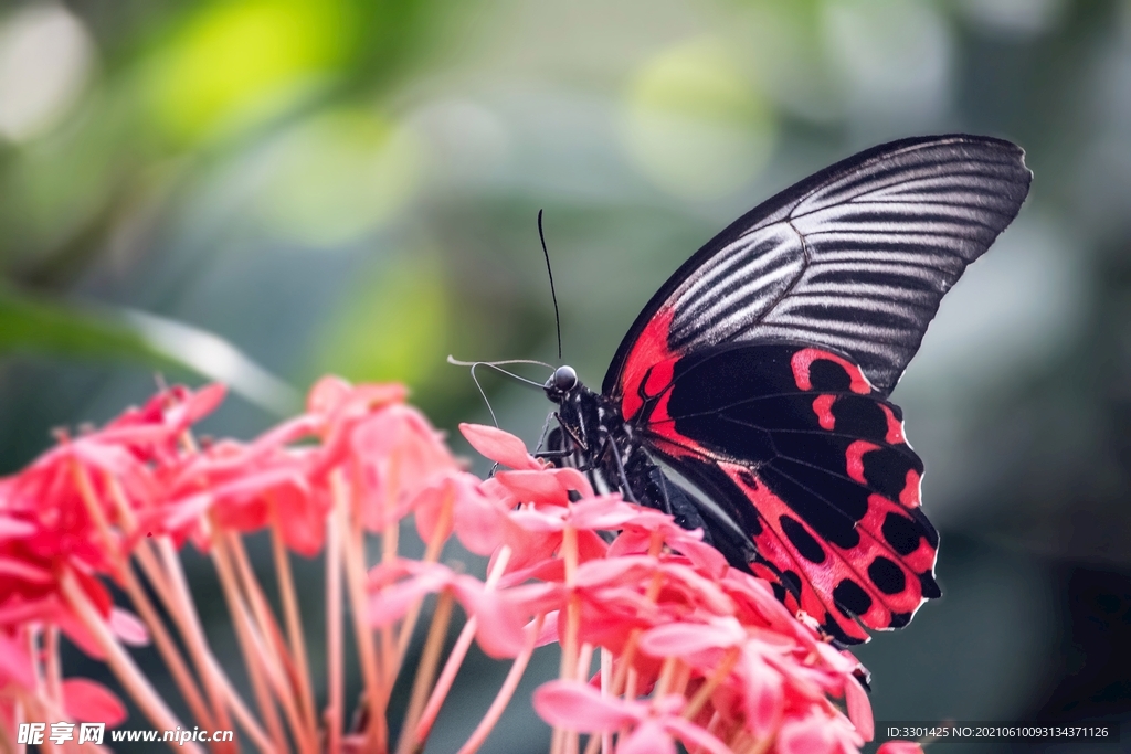 红黑色蝴蝶 