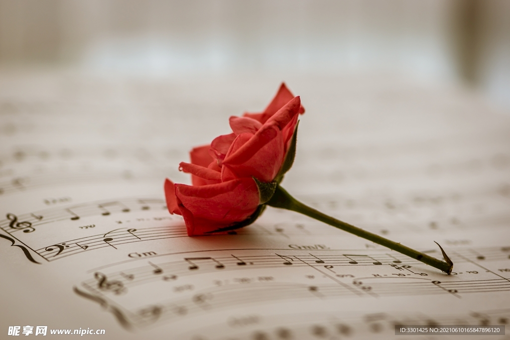 乐谱和玫瑰花 