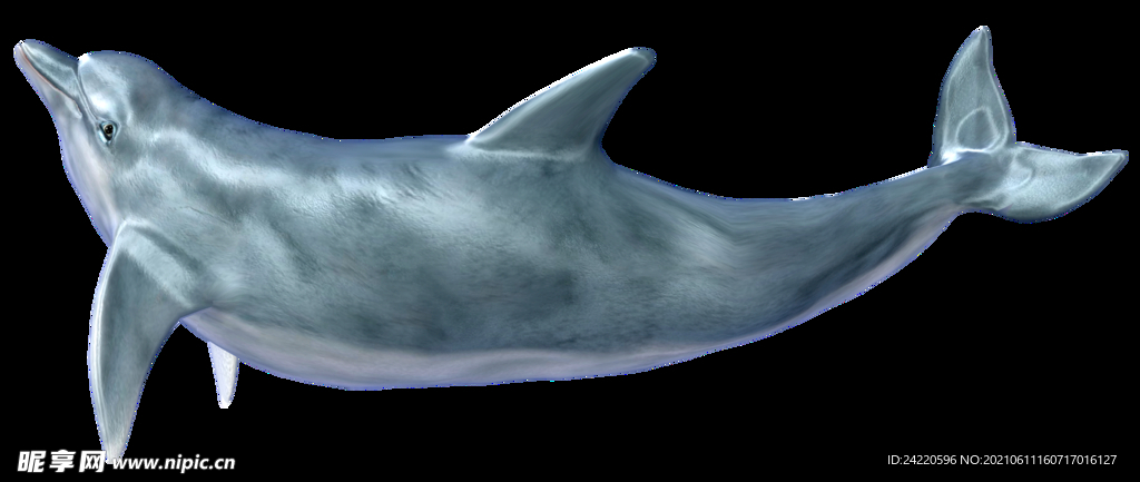 海豚
