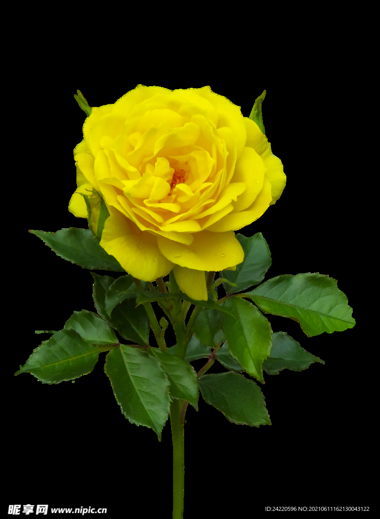 玫瑰花