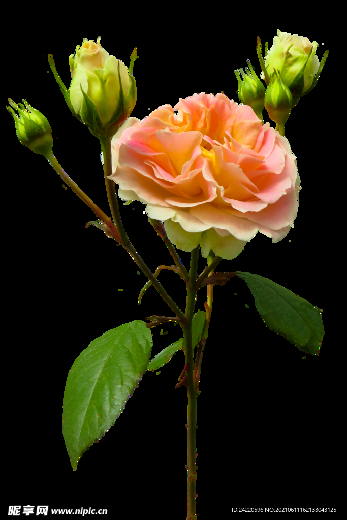 玫瑰花