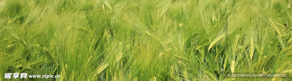 小麦