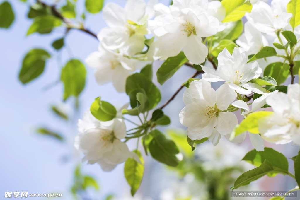 鲜花