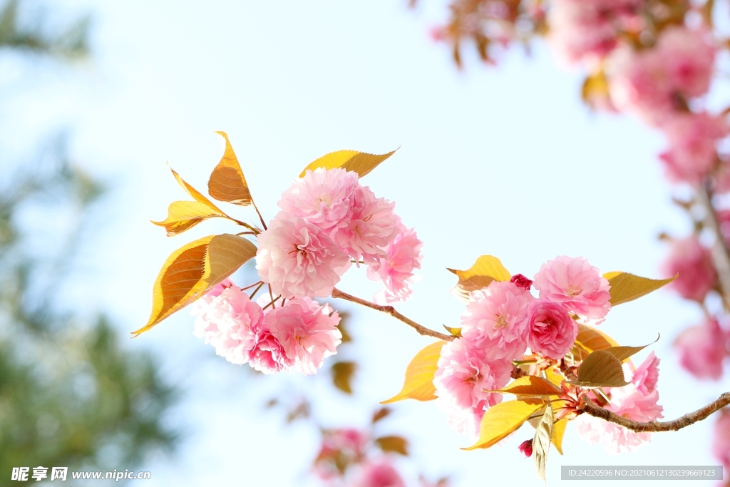 樱花