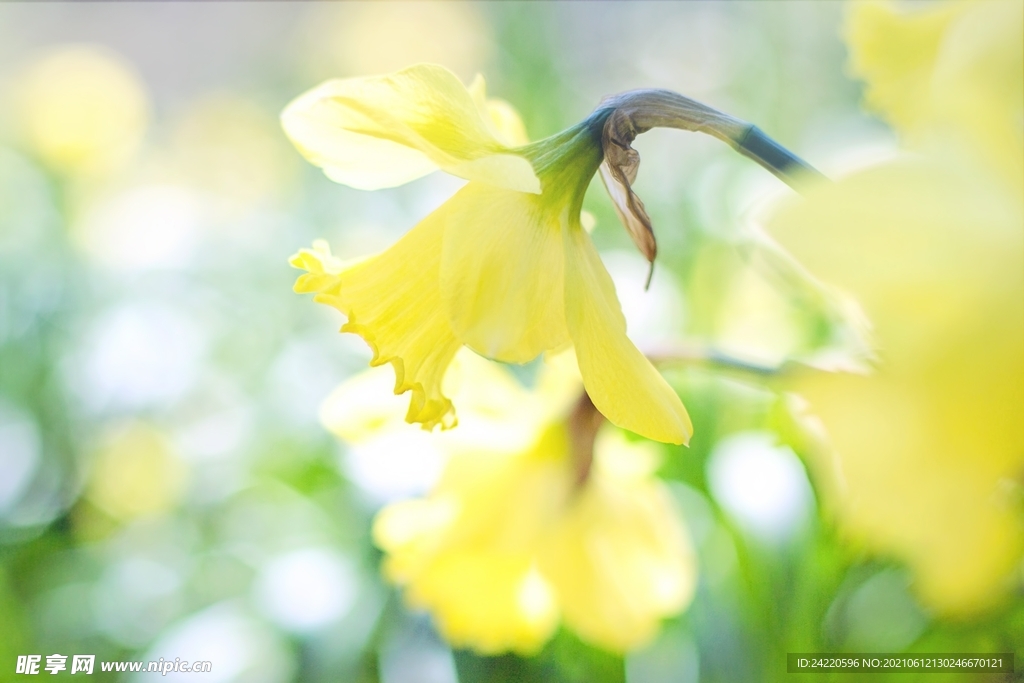 鲜花
