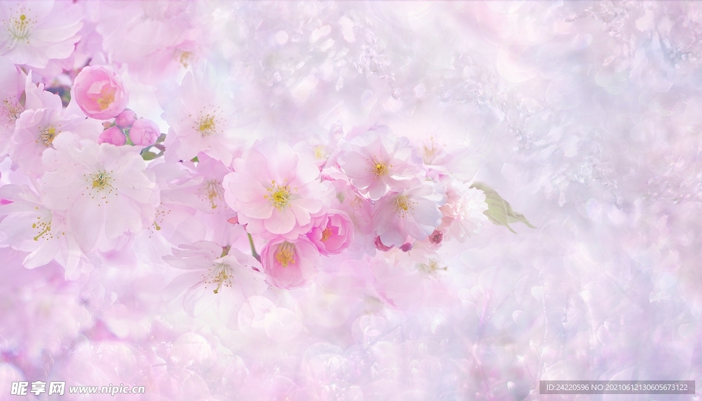 樱花
