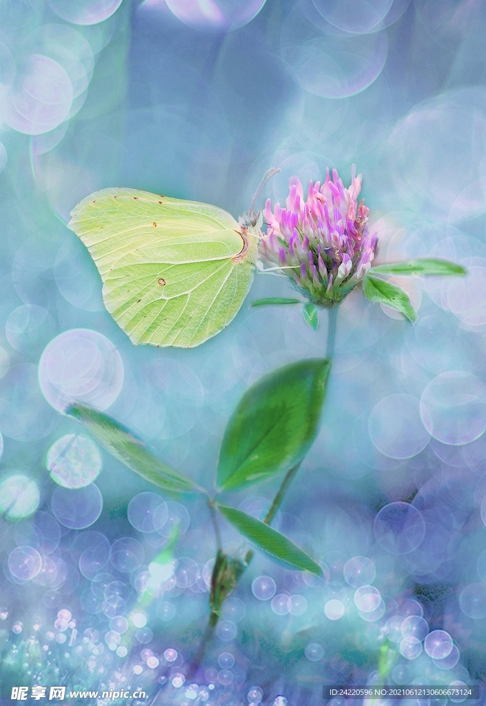鲜花