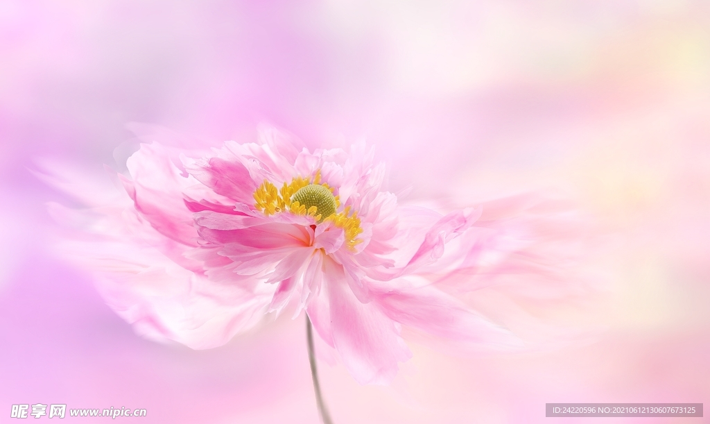鲜花