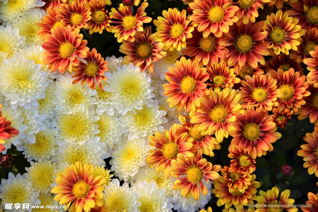 菊花