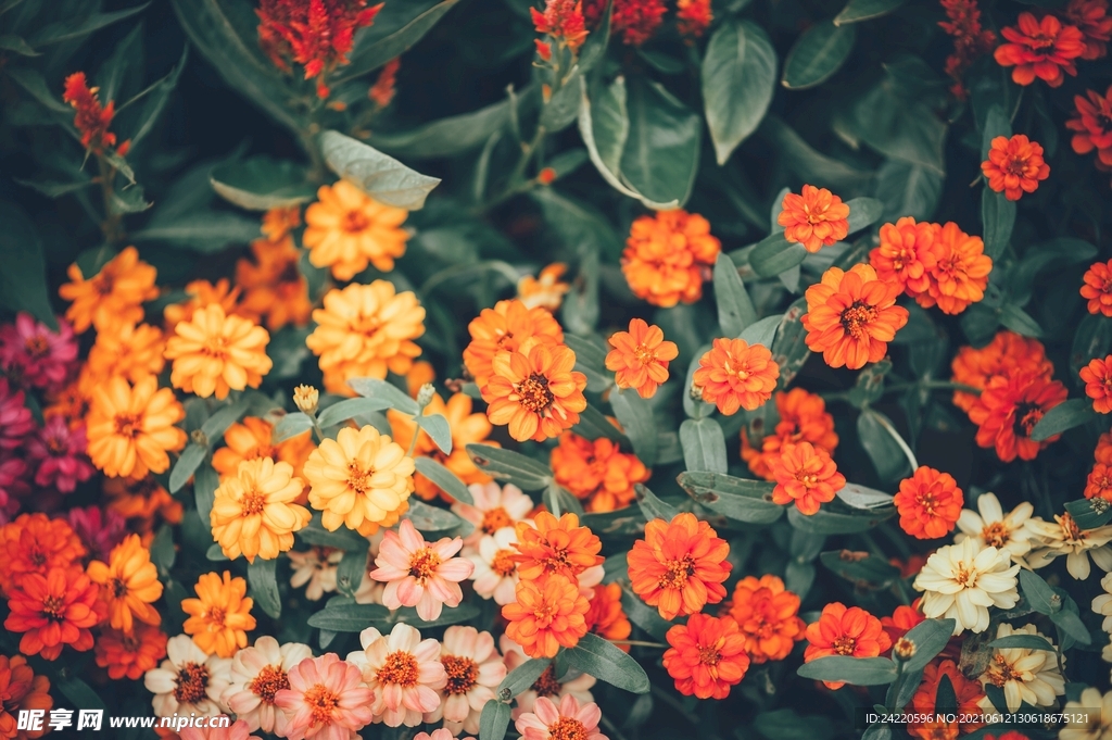 菊花