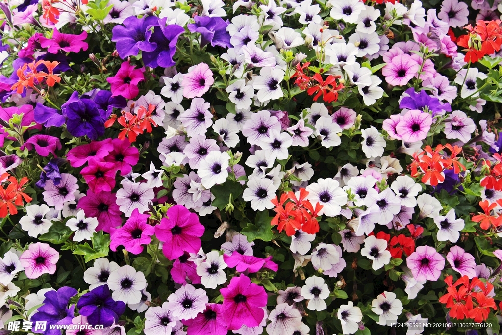 矮牵牛花