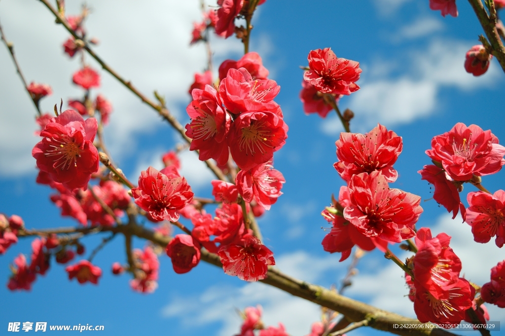 红梅花