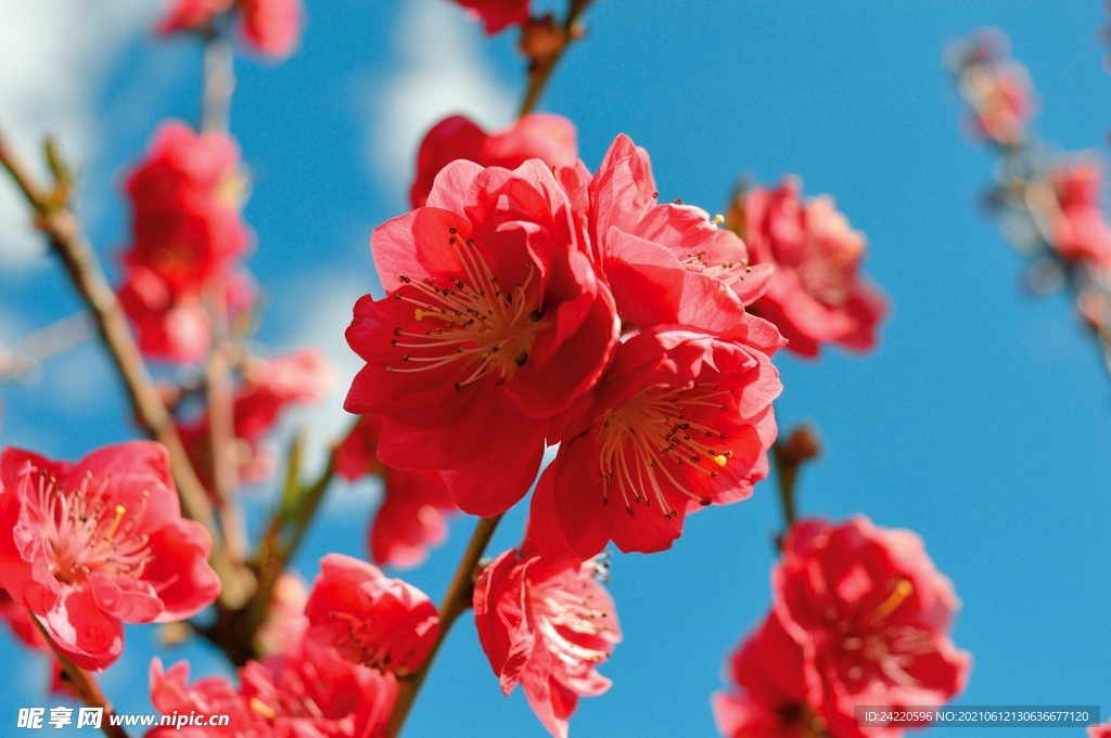 红梅花