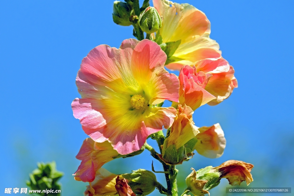 鲜花