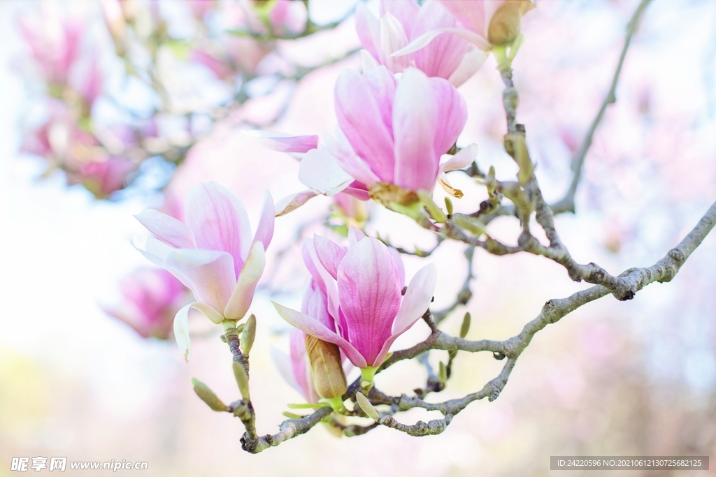 玉兰花