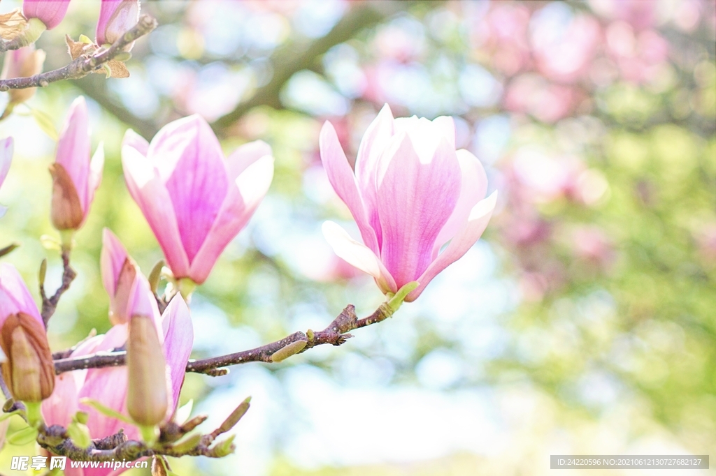 玉兰花