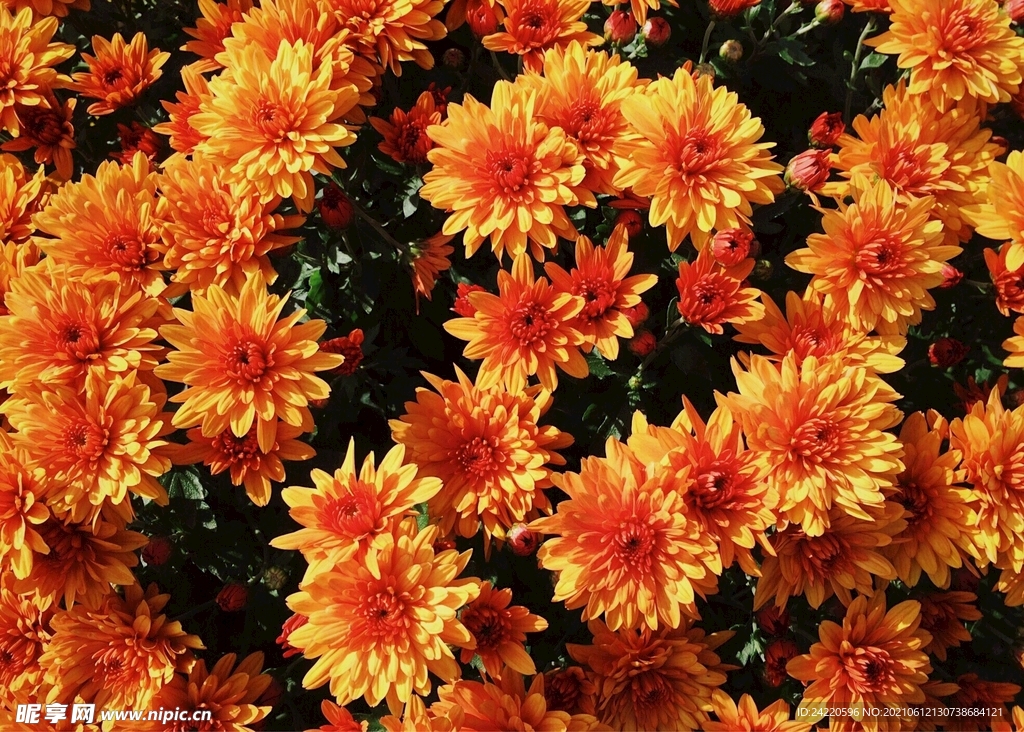 菊花