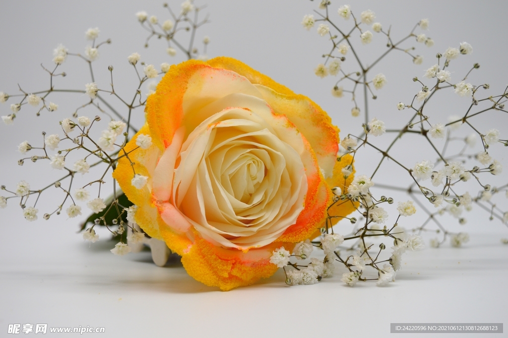 玫瑰花