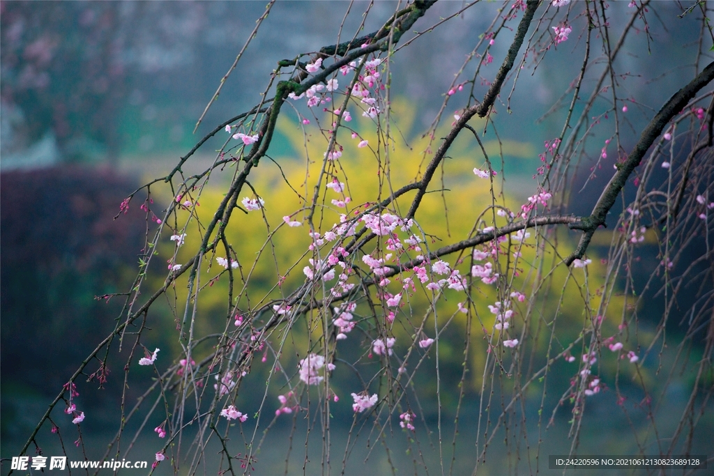 梅花