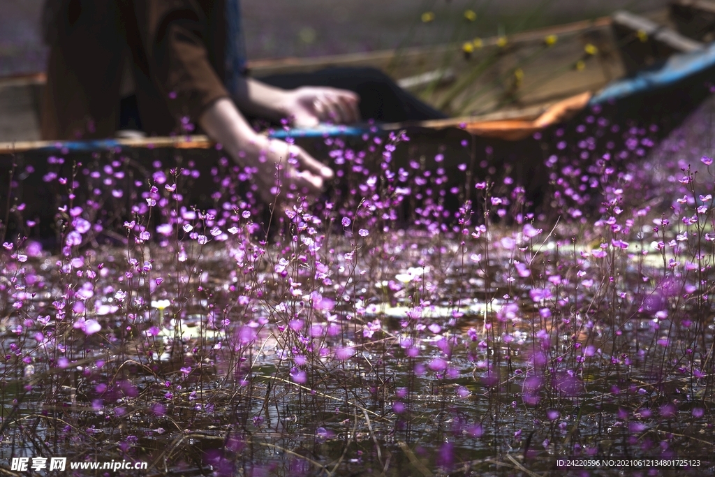 鲜花