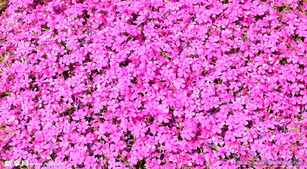鲜花