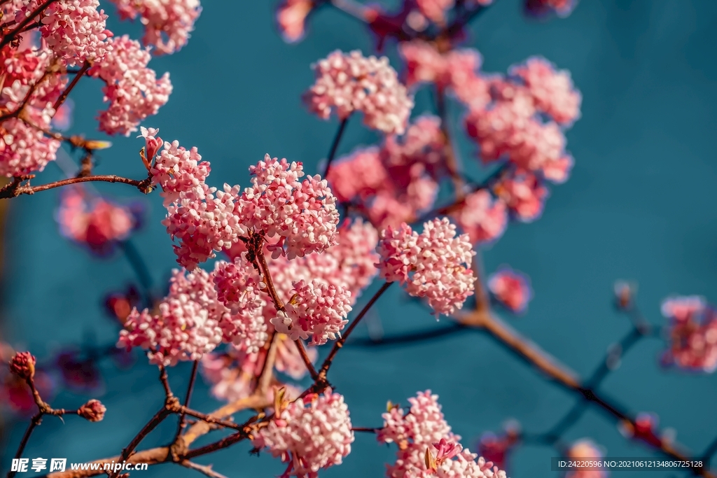 鲜花