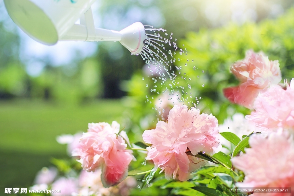 鲜花