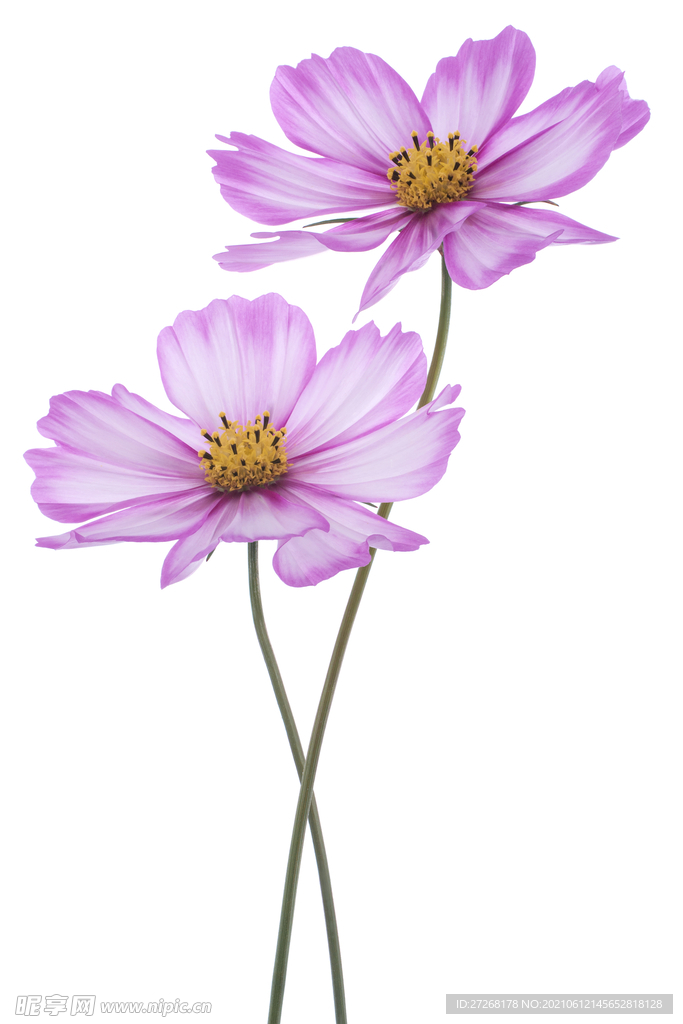 定位花