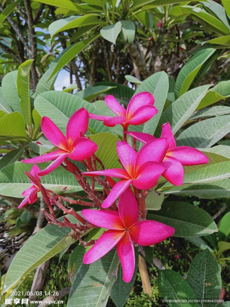 红花鸡蛋花  雨露与鸡蛋花