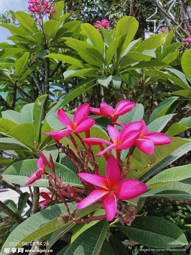 红花鸡蛋花